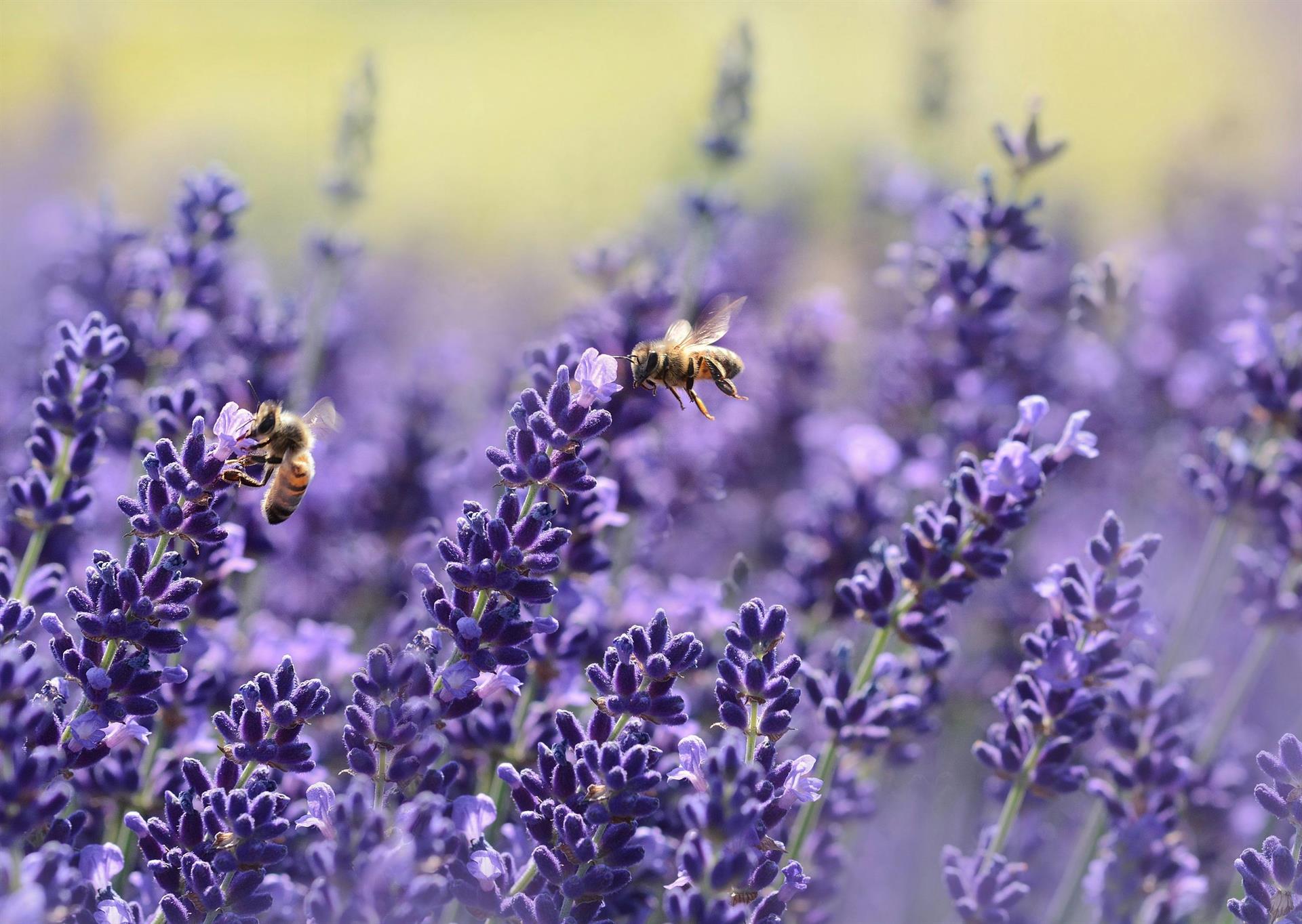 Bienenfreundliche Pflanzenauswahl